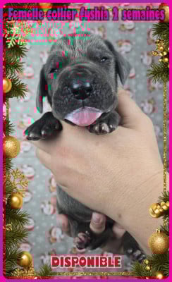 Les chiots de Dogue allemand