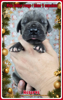 Les chiots de Dogue allemand