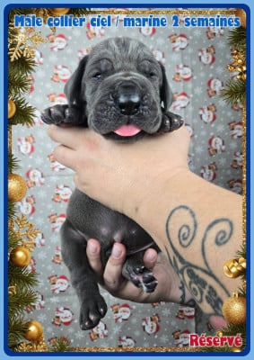 Les chiots de Dogue allemand