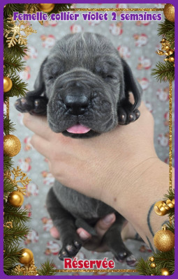 Les chiots de Dogue allemand