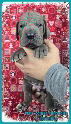 Les chiots de Dogue allemand