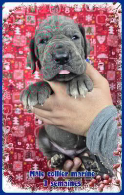 Les chiots de Dogue allemand