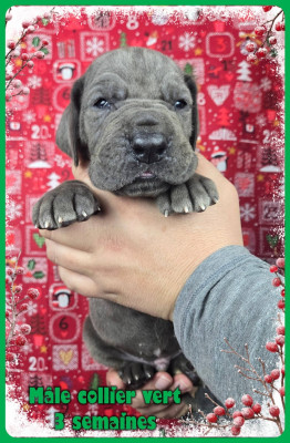 Les chiots de Dogue allemand