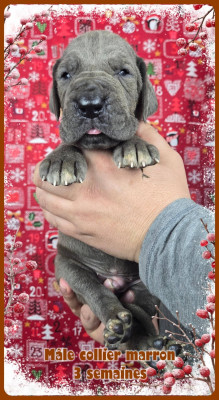 Les chiots de Dogue allemand