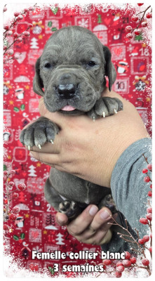 Les chiots de Dogue allemand