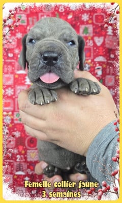 Les chiots de Dogue allemand