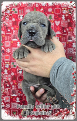 Les chiots de Dogue allemand