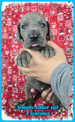 Les chiots de Dogue allemand