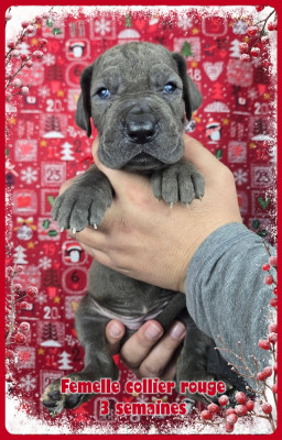 Les chiots de Dogue allemand