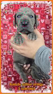 Les chiots de Dogue allemand