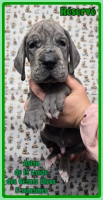 Les chiots de Dogue allemand