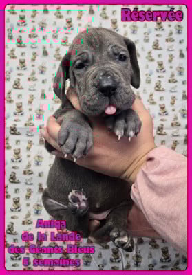 Les chiots de Dogue allemand