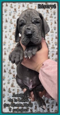 Les chiots de Dogue allemand