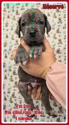 Les chiots de Dogue allemand