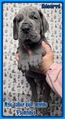 Les chiots de Dogue allemand