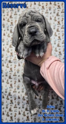 Les chiots de Dogue allemand