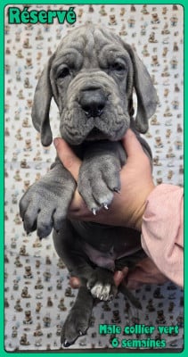 Les chiots de Dogue allemand