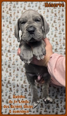 Les chiots de Dogue allemand