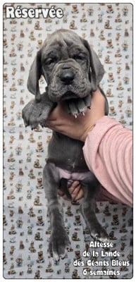 Les chiots de Dogue allemand