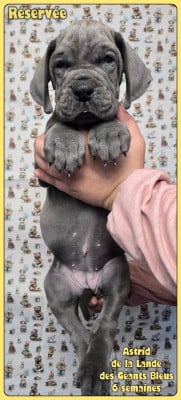 Les chiots de Dogue allemand