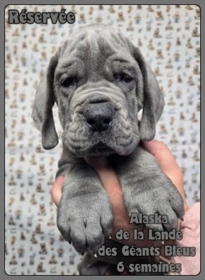 Les chiots de Dogue allemand