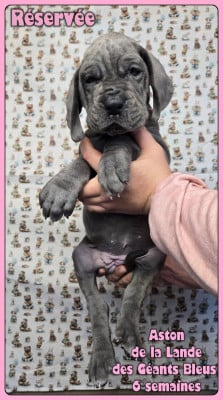 Les chiots de Dogue allemand