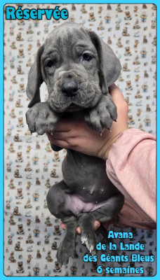 Les chiots de Dogue allemand