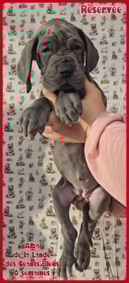 Les chiots de Dogue allemand