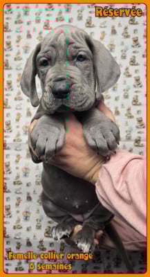 Les chiots de Dogue allemand