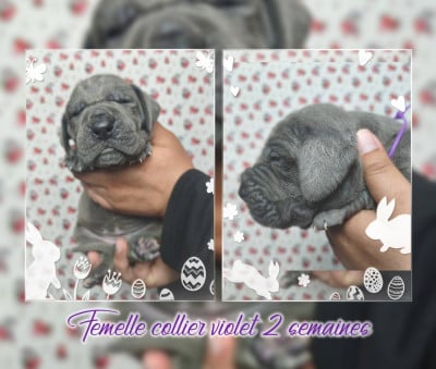 Les chiots de Dogue allemand