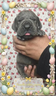 Les chiots de Dogue allemand