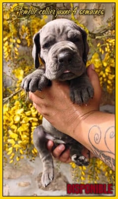 Les chiots de Dogue allemand