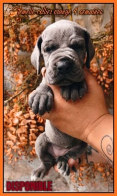 Les chiots de Dogue allemand