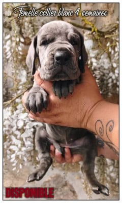 Les chiots de Dogue allemand