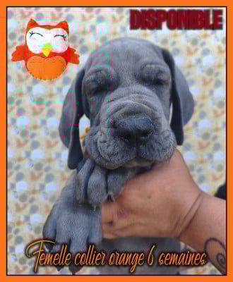 Les chiots de Dogue allemand