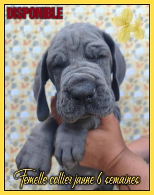 Les chiots de Dogue allemand