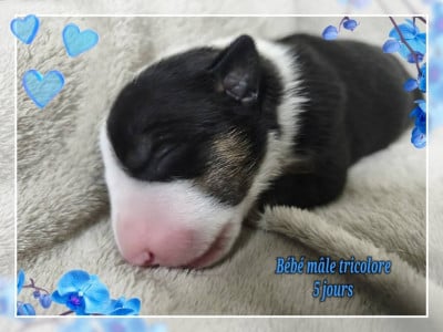 Les chiots de Bull Terrier Miniature