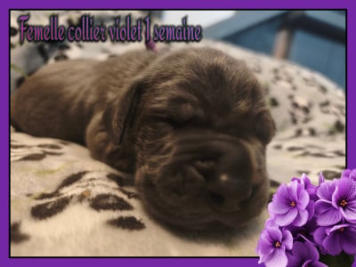 Les chiots de Dogue allemand