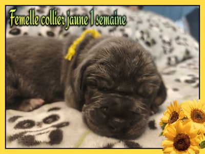 Les chiots de Dogue allemand