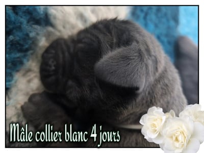 Les chiots de Dogue allemand