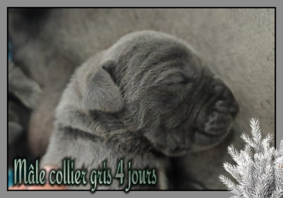 Les chiots de Dogue allemand