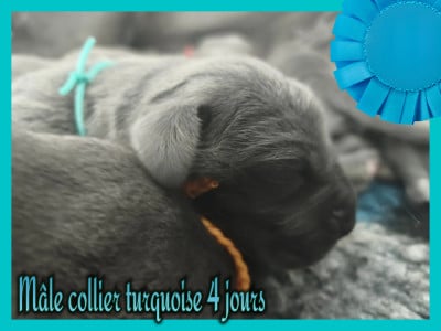 Les chiots de Dogue allemand