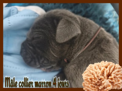 Les chiots de Dogue allemand