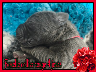 Les chiots de Dogue allemand