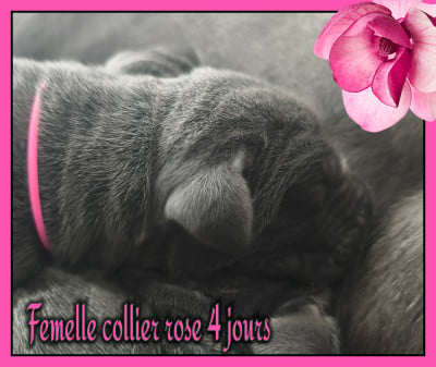 Dogue allemand