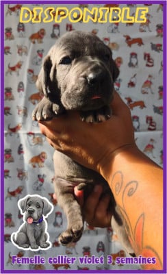 Les chiots de Dogue allemand