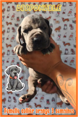 Les chiots de Dogue allemand