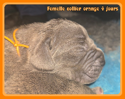 Les chiots de Dogue allemand