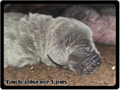 Les chiots de Dogue allemand