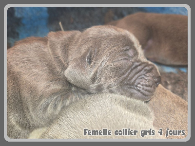 Les chiots de Dogue allemand